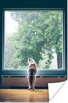 Kat kijkend uit raam poster papier 40x60 cm - Foto print op Poster (wanddecoratie woonkamer / slaapkamer) / Huisdieren Poster