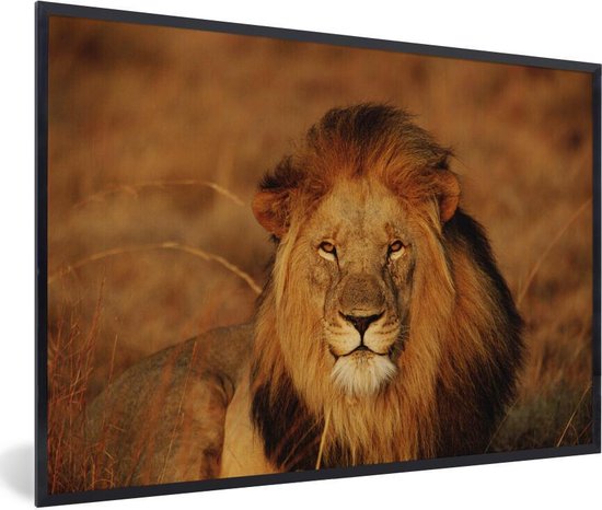 Lion regardant dans la caméra 60x40 cm