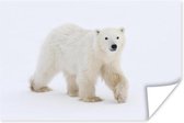 IJsbeer in de sneeuw poster papier 180x120 cm - Foto print op Poster (wanddecoratie woonkamer / slaapkamer) / Wilde dieren Poster XXL / Groot formaat!