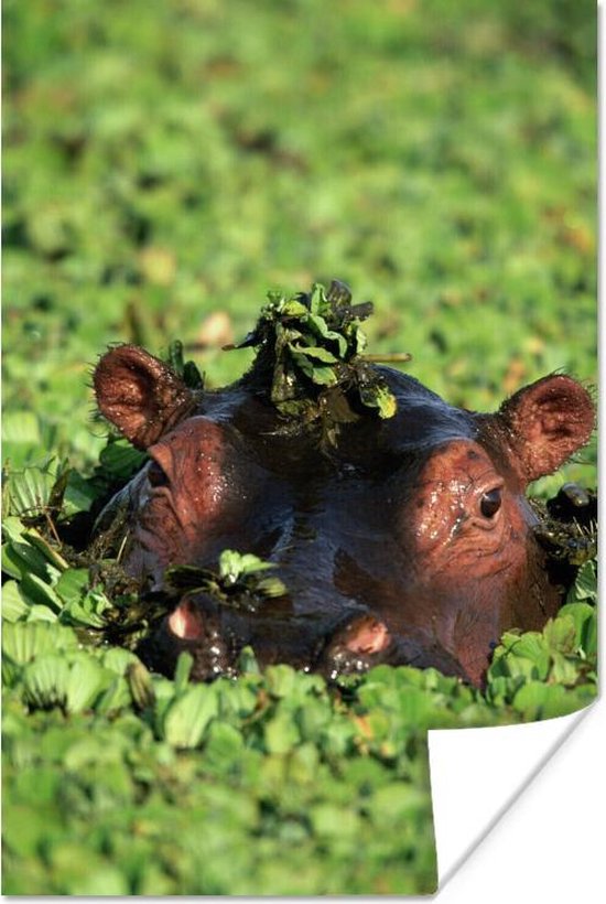 Poster Nijlpaard - Water - Planten - 20x30 cm