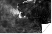 Brullende leeuw poster papier 60x40 cm - Foto print op Poster (wanddecoratie woonkamer / slaapkamer) / Wilde dieren Poster