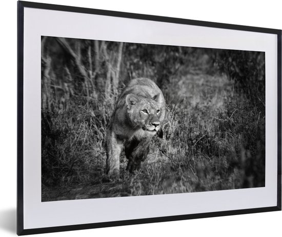 Photo encadrée - Cadre photo lionne en cours d'exécution noir avec passe partout blanc 40x60 60x40 cm - Affiche encadrée (Décoration murale salon / chambre)