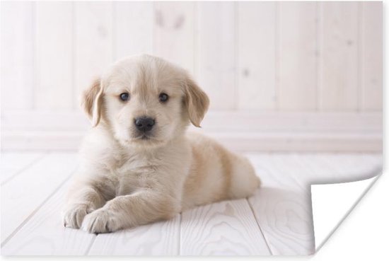 Poster Witte Golden Retriever puppy - 30x20 cm