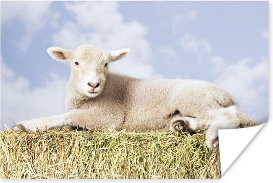 Poster Agneau couché sur la paille 120x80 cm - Tirage photo sur Poster (décoration murale salon / chambre) / Poster Animaux de la ferme