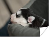 Poster Slapende hond op de bank - 160x120 cm XXL