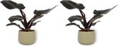 2x Kamerplant Philodendron Black Cardinal  | Speciale Kamerplant | ± 25cm hoog | 12cm diameter - in groene sierpot