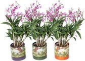 Orchideeën van Botanicly – 3 × Bamboe Orchideeë roze – Hoogte: 40 cm, 6 takken – Dendrobium Berry Oda