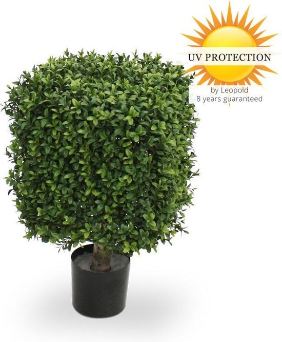 UV Buxus Kubus 30 cm