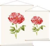 Darnastroos (York Lancaster Rose) - Foto op Textielposter - 60 x 80 cm