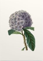 Brunfelsia Aquarel 2 (Brunfelsia) - Foto op Posterpapier - 50 x 70 cm (B2)