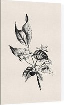Kardinaalsmuts zwart-wit (Spindle Tree) - Foto op Canvas - 60 x 90 cm