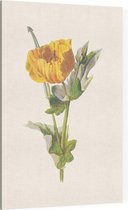 Gele Hoornpapaver (Yellow Horned Poppy) - Foto op Canvas - 30 x 45 cm