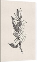 Ilex Opaca zwart-wit 2 (Holly Berries) - Foto op Canvas - 30 x 45 cm