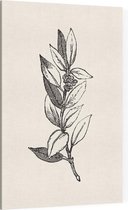 Ilex Opaca zwart-wit 2 (Holly Berries) - Foto op Canvas - 100 x 150 cm