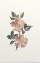 Roos (Rose) - Foto op Forex - 30 x 45 cm