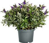 Hagen en struiken van Botanicly – Hebe Addenda Classica – Hoogte: 45 cm