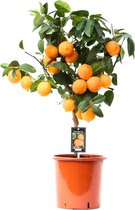 Kamerplant van Botanicly – Citrus Red Lime – Hoogte: 80 cm