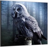 Dibond –Laplanduil op Boomstam-50x50 Foto op Aluminium (Met ophang)