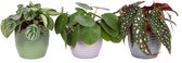 Trio Begonia maculata, Pilea peperomioides en Peperomia Argyreia