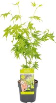 Japanse Esdoorn | Acer palm. Going Green ® per stuk - Buitenplant in kwekerspot ⌀10.5 cm - ↕30-35 cm