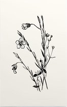 Geelhartje zwart-wit (Linum Cartharticum) - Foto op Forex - 60 x 90 cm