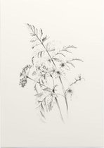 Fluitenkruid zwart-wit Schets (Wild Beaked Parsley) - Foto op Posterpapier - 50 x 70 cm (B2)