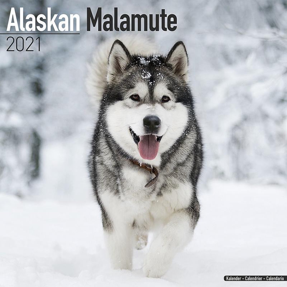 Alaskan Malamute Kalender 2021