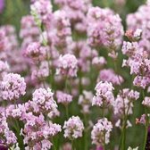 50 x Lavandula angustifolia Rosea - Roze Lavendel in 9x9cm pot met hoogte 5-10cm