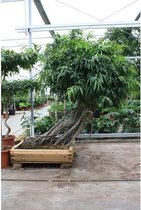 Ficus maclellandii 'Alii' - Jungle Boom 290-300cm - Bonzai stam