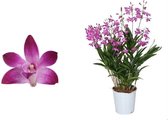 Orchidee van Botanicly – Bamboe orchidee roze – Hoogte: 40 cm, 6 takken – Dendrobium Berry Oda