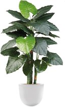 HTT - Kunstplant Philodendron in Eggy wit H135 cm