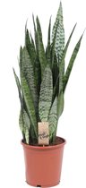 Sansevieria Zeylanica Vrouwentong - ↑ 80-90cm - Ø 21cm