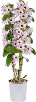 Dendrobium 'Lucky Bird'  - Orchidee roze wit - ↑ 50-60cm - Ø 12cm