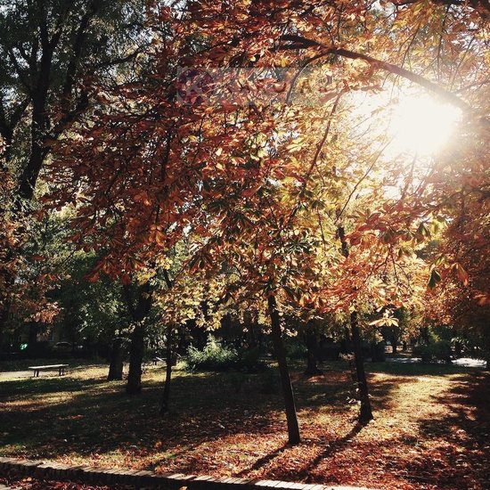 Afbeelding op acrylglas - Park in de herfst