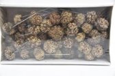 Natuurstekers - Spidergum Vrucht Op Steker 10cm Naturel 55st