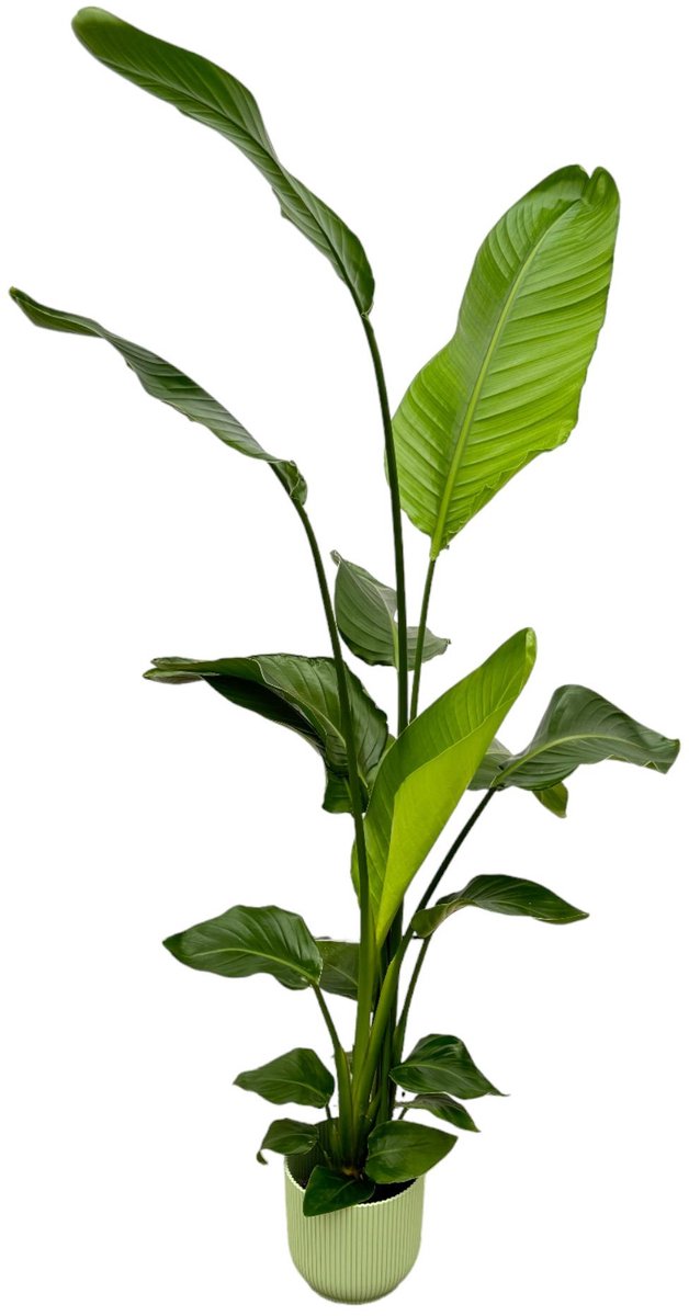 Strelitzia Nicolai inclusief elho Vibes Fold Round groen - 130 cm - Ø18