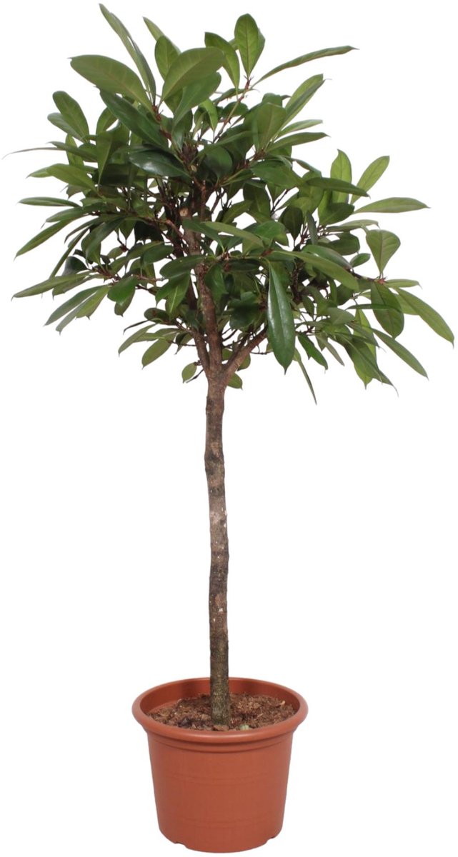 Ficus Cyathistipula boom - 180 cm - ø40