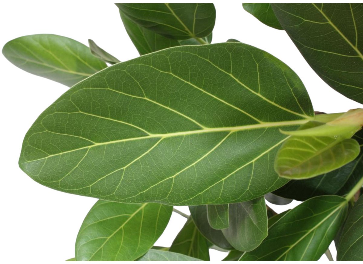 Ficus Benghalensis boom - 180 cm - ø45
