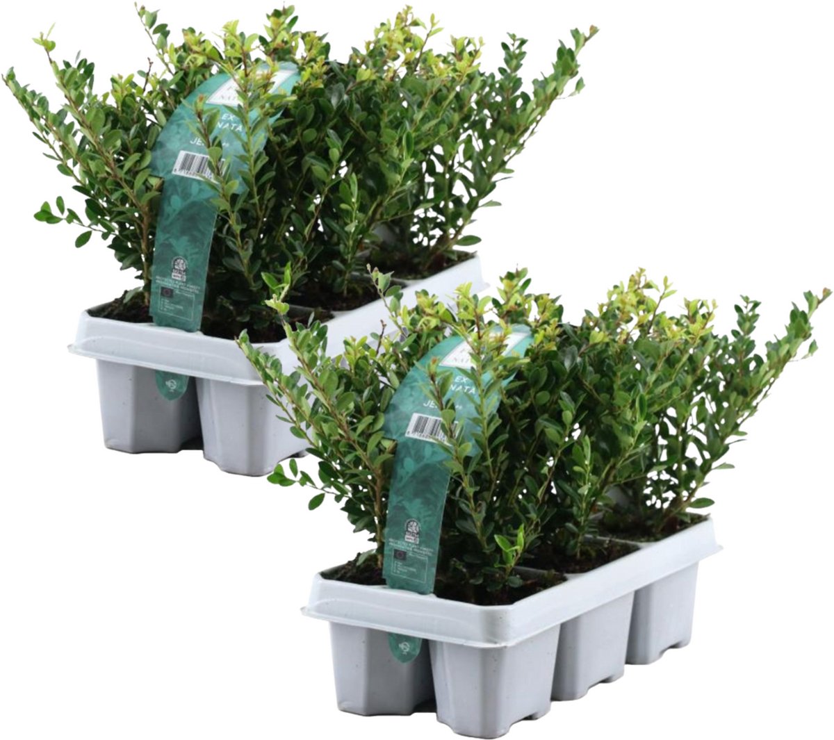 Plant in a Box - Ilex crenata 'Jenny' - Japanse hulst - set van 12 - Tuinplant - Haagplant - ⌀9 cm - Hoogte 10-20 cm