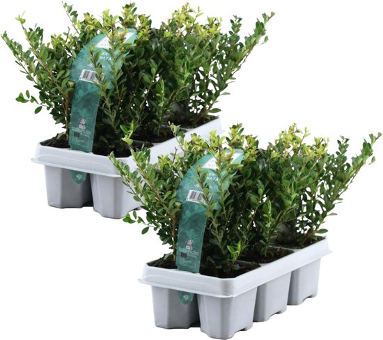 Plant in a Box - Ilex crenata 'Jenny' - Houx japonais - lot de 12 - Plante de jardin - Plante de haie - ⌀9 cm - Hauteur 10-20 cm