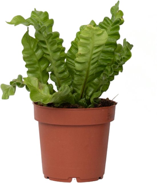 Asplenium – Crispy Wave – Luchtzuiverend – Hoogte 25-40cm