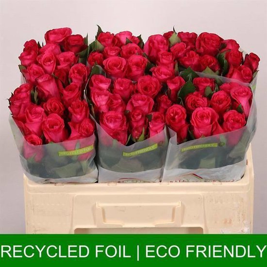 Oblica Rosa 10x Rosa oblica 50cm | bol