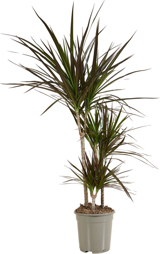 Bloomique - Sansevieria Fernwood Mikado - Vrouwentong - Kamerplanten - Luchtzuiverend - Zeer Gemakkelijk te Verzorgen - 20-30 cm Hoog - Pot 12 cm