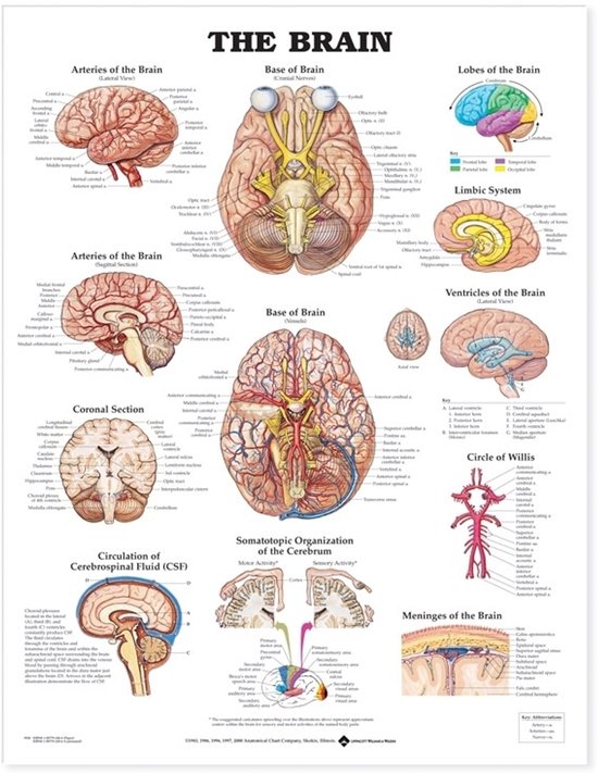 Brain Anatomical Chart - cover