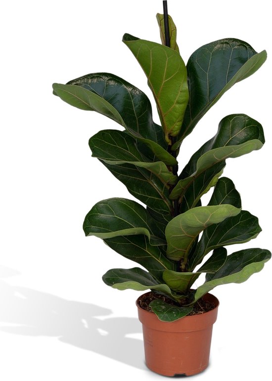 Ficus Lyrata Bambino - 30cm - ø12 | bol.com