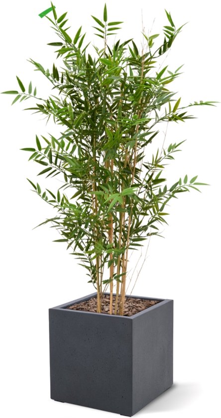 Makramé Plantenhanger Nep Hangende Plant Met Pot, Kunstmatige Plant Namaakwijnstokken Kunsthangende Plant Indoor Boho Groen Outdoor Tuin Balkon Patio Huisdecoratie 1 Verpakking