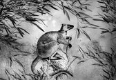 Papier peint photo - Papier peint intissé - Kangourou en noir et blanc - 208 x 146 cm