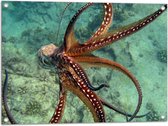 Tuinposter – Bruine octopus zwemt door de zee heen - 80x60 cm Foto op Tuinposter (wanddecoratie voor buiten en binnen)