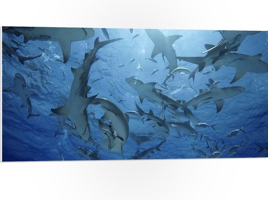 PVC Schuimplaat - Groep haaien zwemmen rond in de zee - 100x50 cm Foto op PVC Schuimplaat (Met Ophangsysteem)