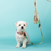 DWAM Dog with a Mission Hondenriem – Riem voor honden – Goud – Leer – L – 220 x 1,4 cm – Extra Lange Golden Moon